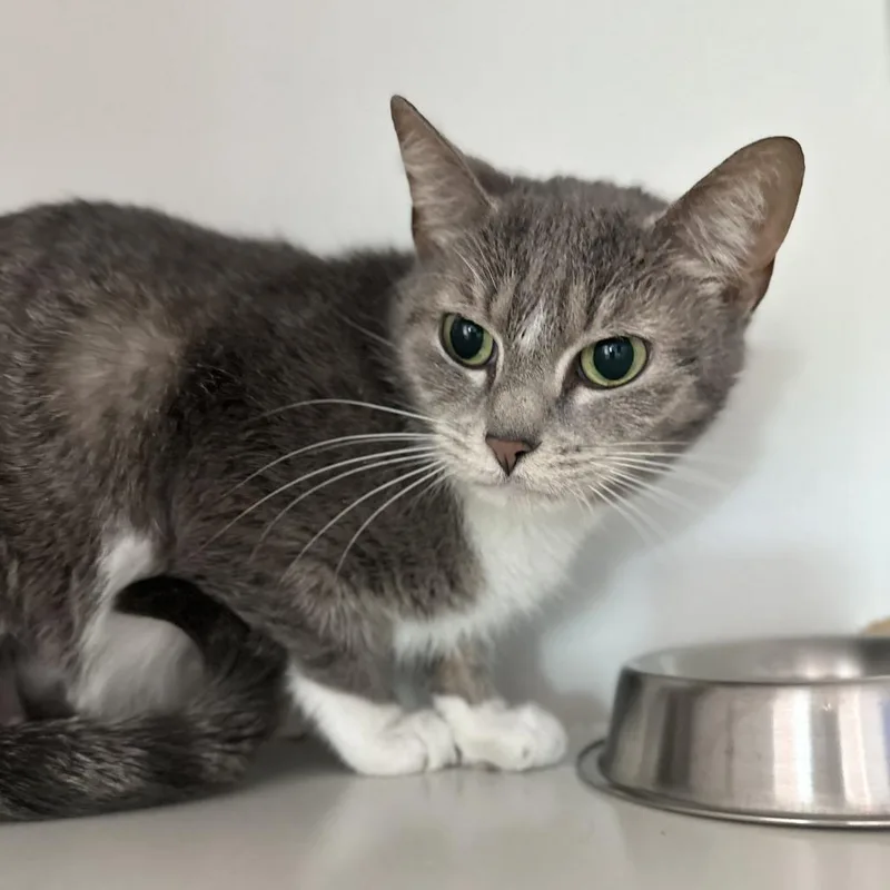 An adult medium-sized female Gray / Blue / Silver Domestic Short Hair cat named Sox for adoption in Matteson, IL