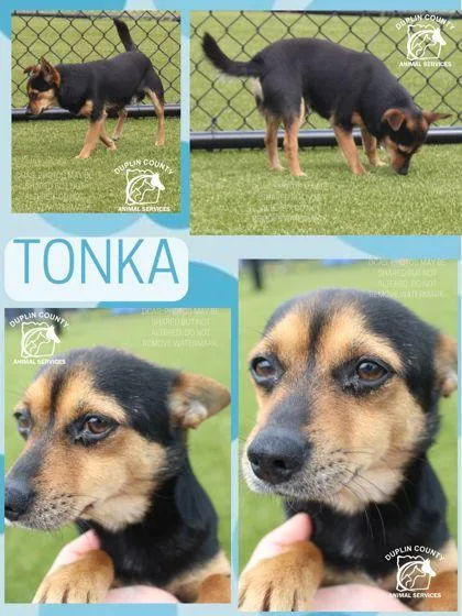An adult small-sized male Chihuahua dog named Tonka for adoption in Kenansville, NC