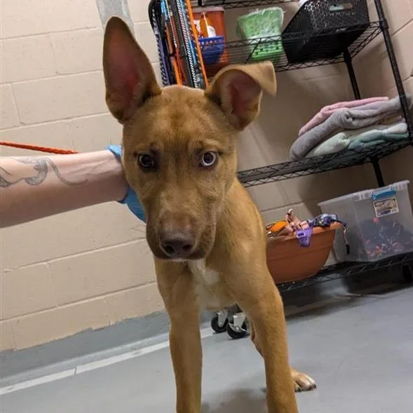 A baby medium-sized male Red / Chestnut / Orange Mixed Breed dog named Stitch for adoption in Tacoma, WA