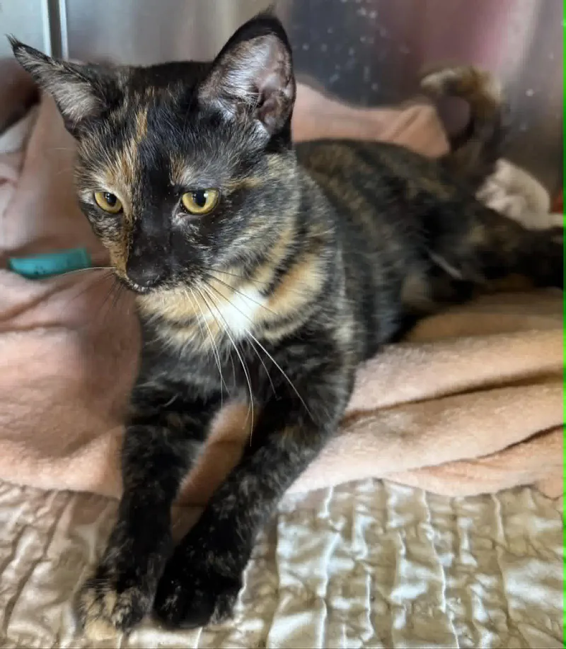 An adult medium-sized female Domestic Short Hair cat named Sesame for adoption in Dalzell, IL