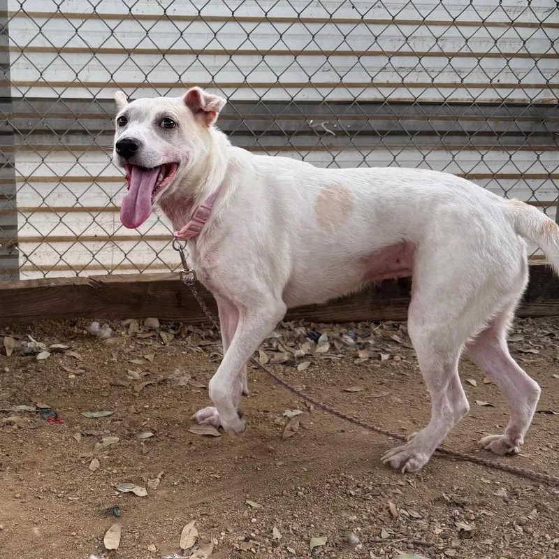An adult medium-sized female Rat Terrier dog named Pippi for adoption in Austin, TX