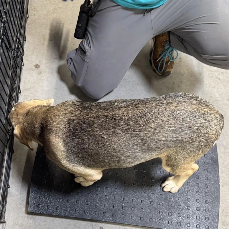A baby medium-sized female Yellow / Tan / Blond / Fawn Mixed Breed dog named Palita for adoption in Las Cruces, NM