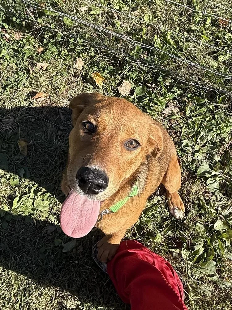 A baby medium-sized female Red / Chestnut / Orange Hound dog named Faith for adoption in Osgood, IN