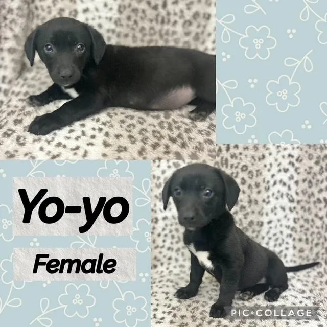Yoyo