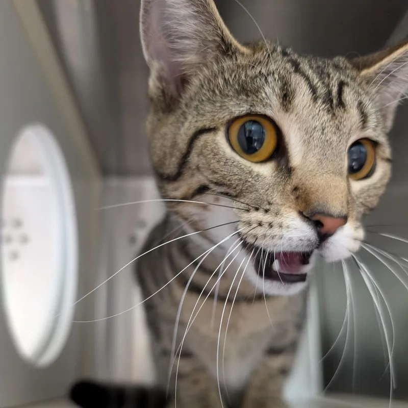 A young medium-sized female Brown / Chocolate Domestic Short Hair cat named Watch This! for adoption in Baltimore, MD