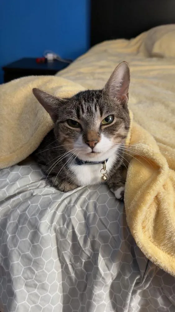 Symphony thumbnail 2