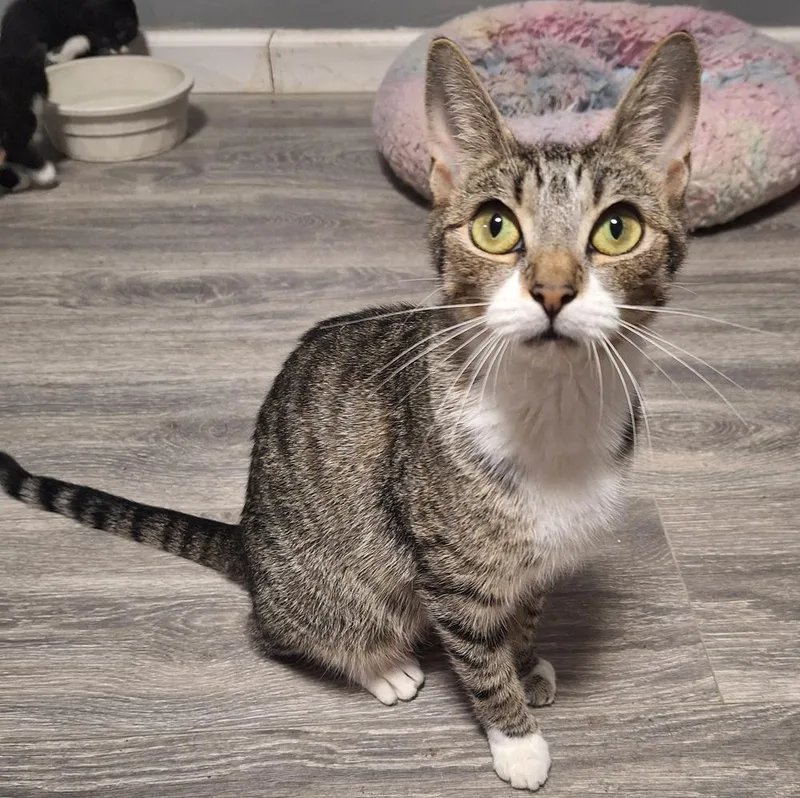 Symphony thumbnail 3