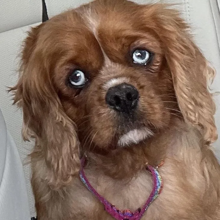 An adult small-sized female Red / Chestnut / Orange Cavalier King Charles Spaniel dog named Charlotte for adoption in Sinking Spring, PA