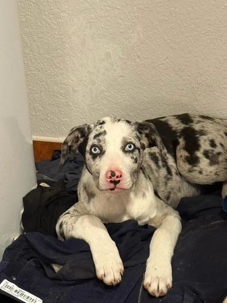 A baby large-sized male Catahoula Leopard Dog dog named Comstock for adoption in Reno, NV