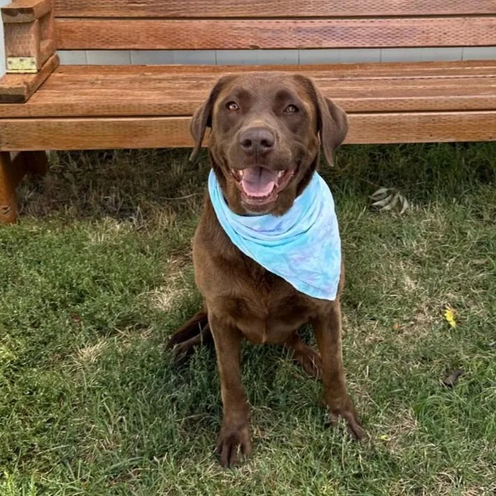An adult large-sized female Labrador Retriever dog named Roe for adoption in Logan, UT