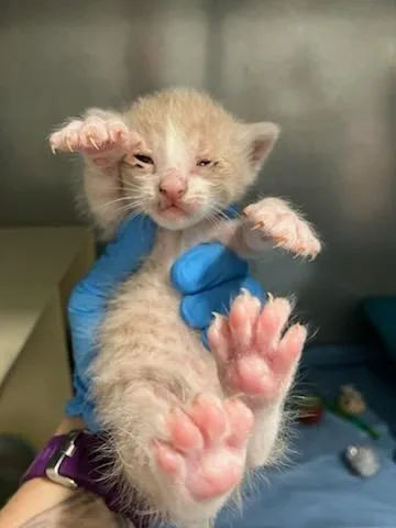 A baby small-sized male Domestic Short Hair cat named Star Anise for adoption in Mustang, OK