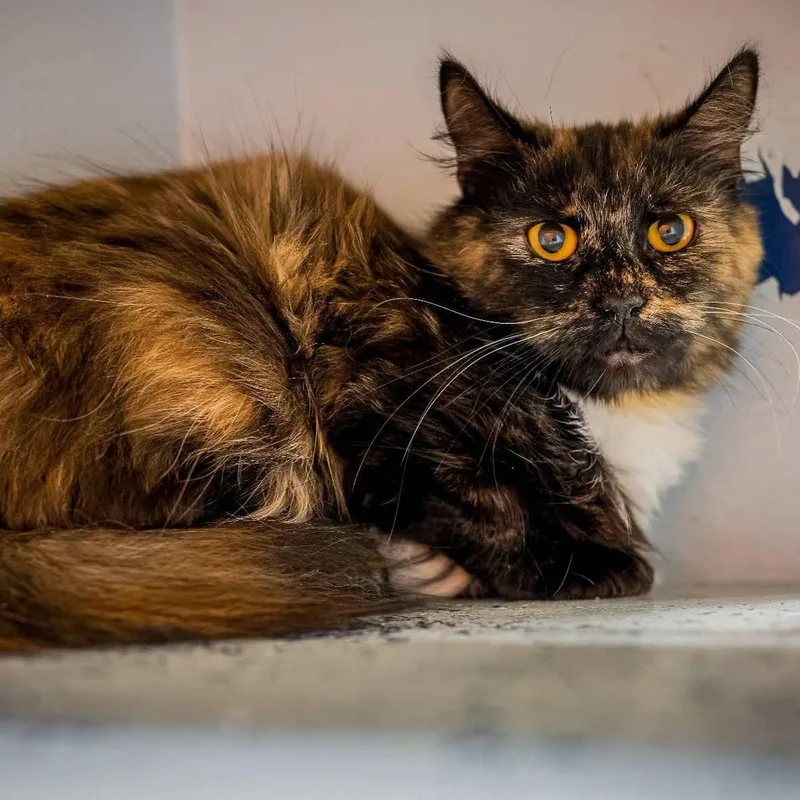 A young large-sized female Calico cat named Bellatrix for adoption in HANSON, MA