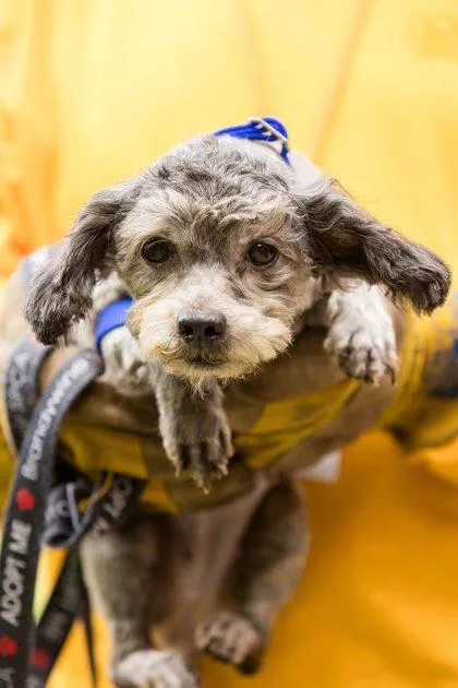 An adult small-sized female Mixed Breed dog named Peony for adoption in West Chester, PA