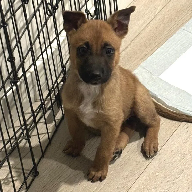 An adult small-sized female German Shepherd Dog dog named Lily for adoption in Los Angeles, CA