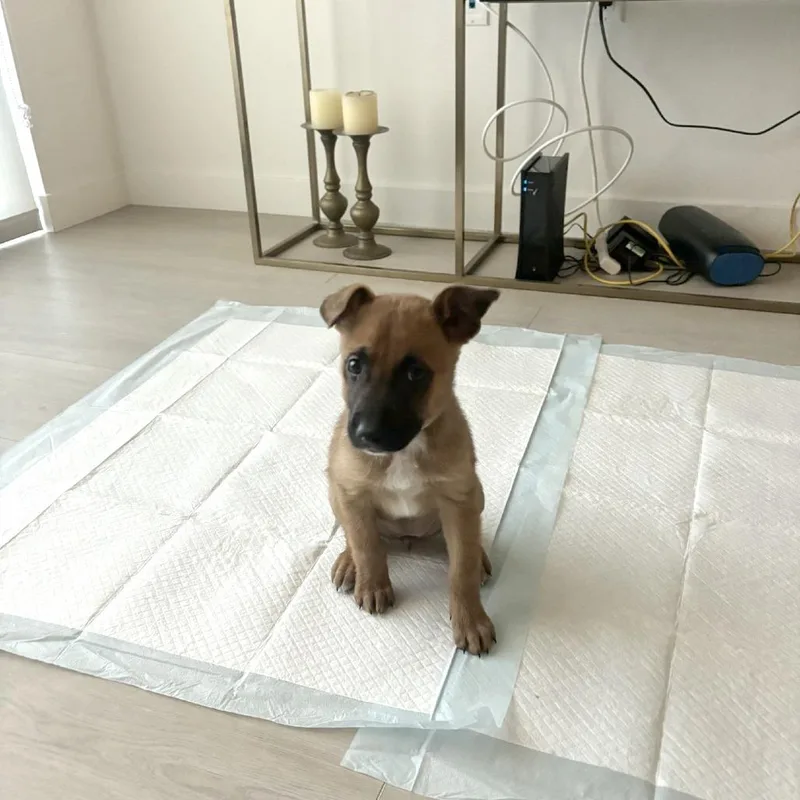 Lily thumbnail 3