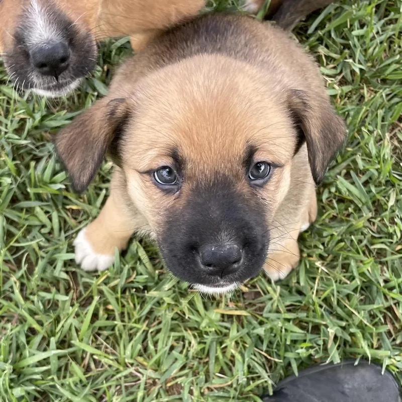 A baby medium-sized female Brown / Chocolate Cattle Dog dog named Emma Woofson for adoption in Tacoma, WA