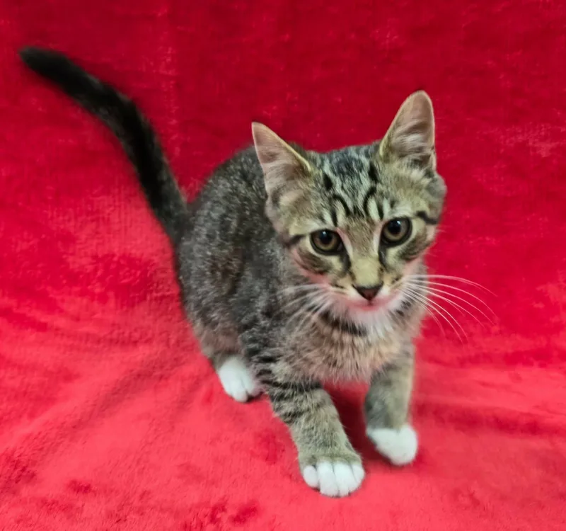 Mr. Krabs thumbnail 4