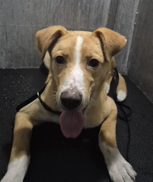 A young medium-sized male Golden Retriever dog named A for adoption in San Antonio, TX