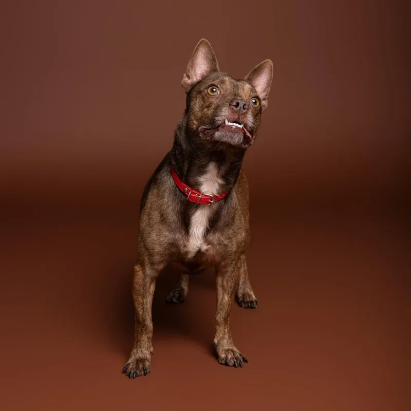An adult small-sized male Brown / Chocolate Chihuahua dog named Frito for adoption in Austin, TX