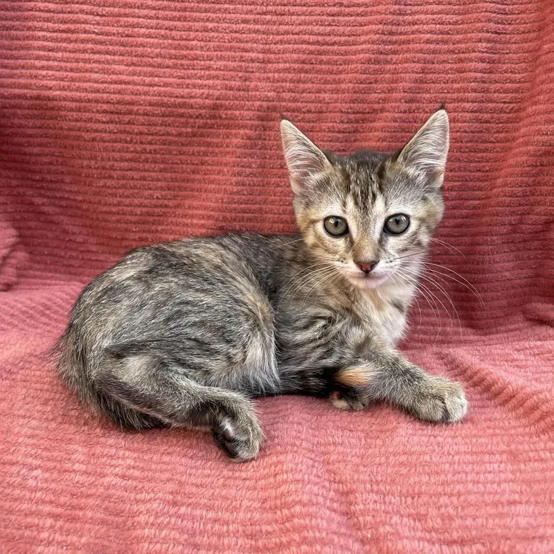 Nala