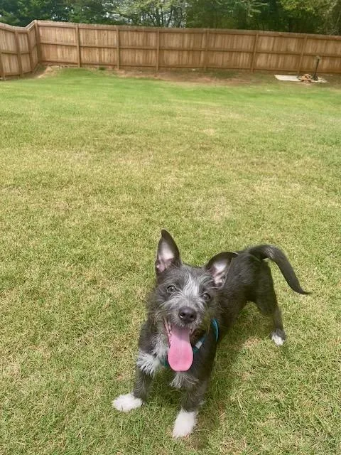 A baby small-sized female Gray / Blue / Silver Wirehaired Terrier dog named Millicent for adoption in Alpharetta, GA