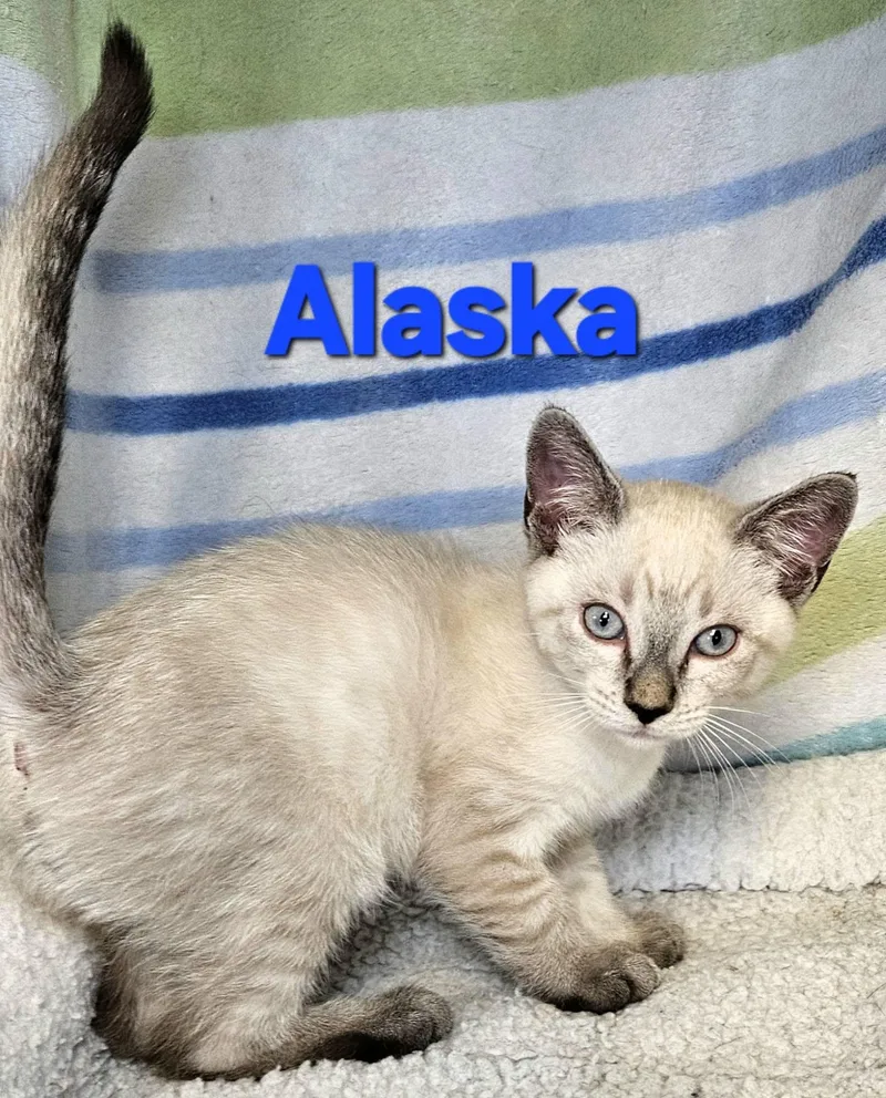 Alaska thumbnail 2