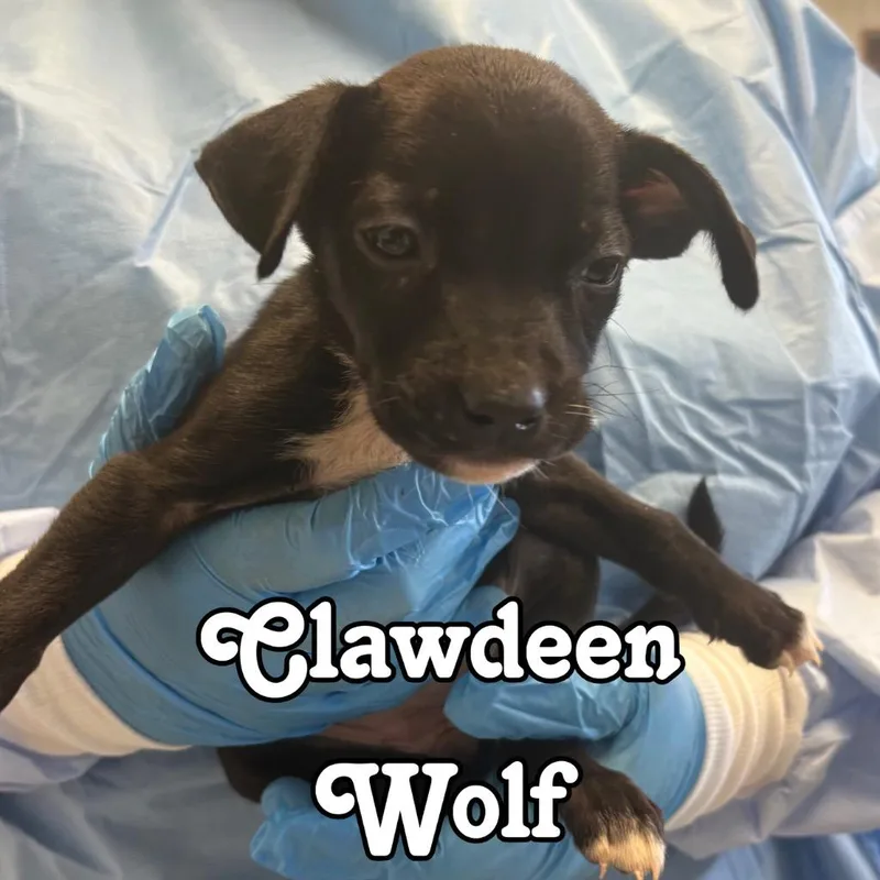 A baby medium-sized female Shepherd dog named Clawdeen Wolf for adoption in Hillsboro, OH