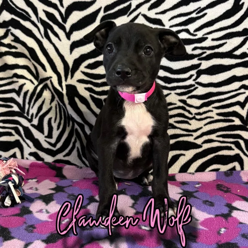 Clawdeen Wolf thumbnail 2