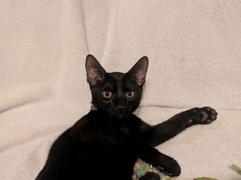 A baby small-sized male Black Domestic Short Hair cat named Canyon Trailblazer for adoption in Chandler, AZ