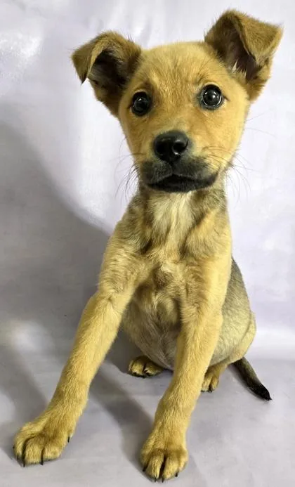 A baby large-sized female Mountain Cur dog named Bunny for adoption in Morton Grove, IL