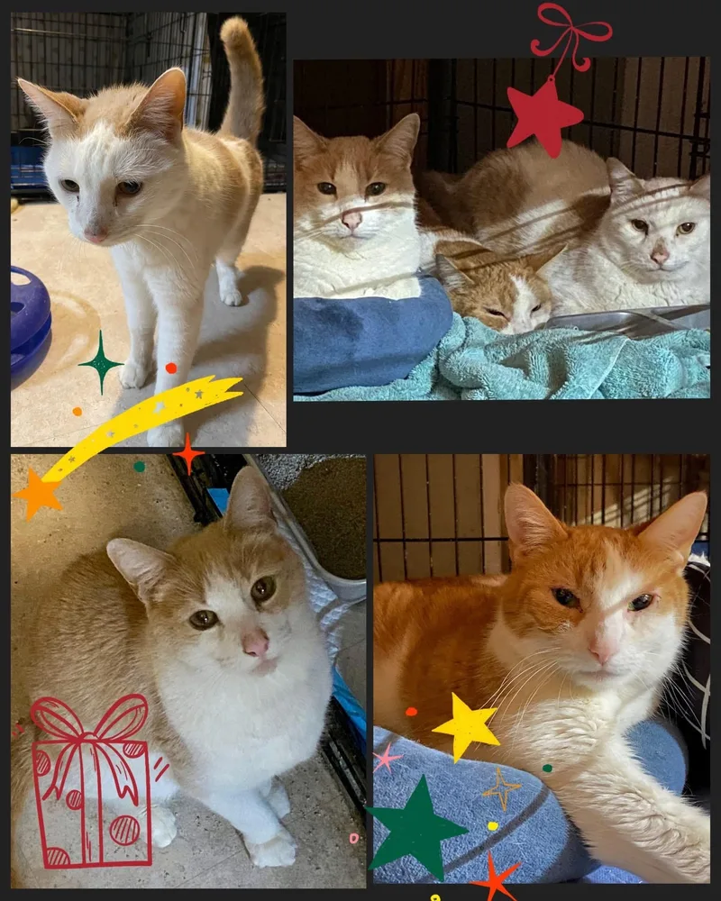 A senior medium-sized male Orange & White Domestic Short Hair cat named Pumpkin for adoption in Bethlehem, PA