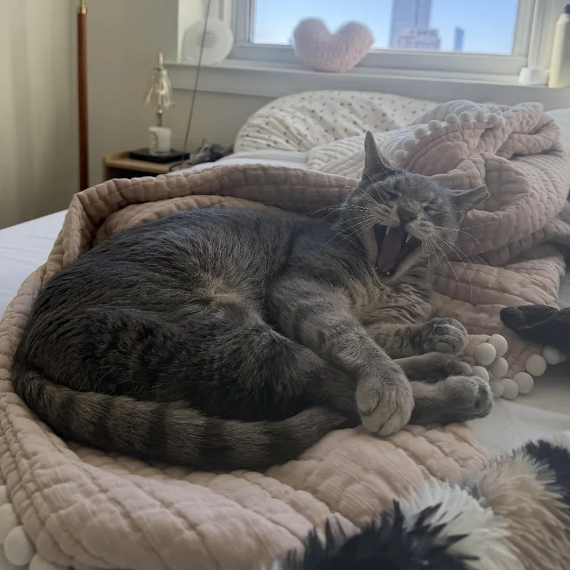 An adult large-sized male Gray / Blue / Silver Domestic Short Hair cat named Mr Chips for adoption in Philadelphia, PA