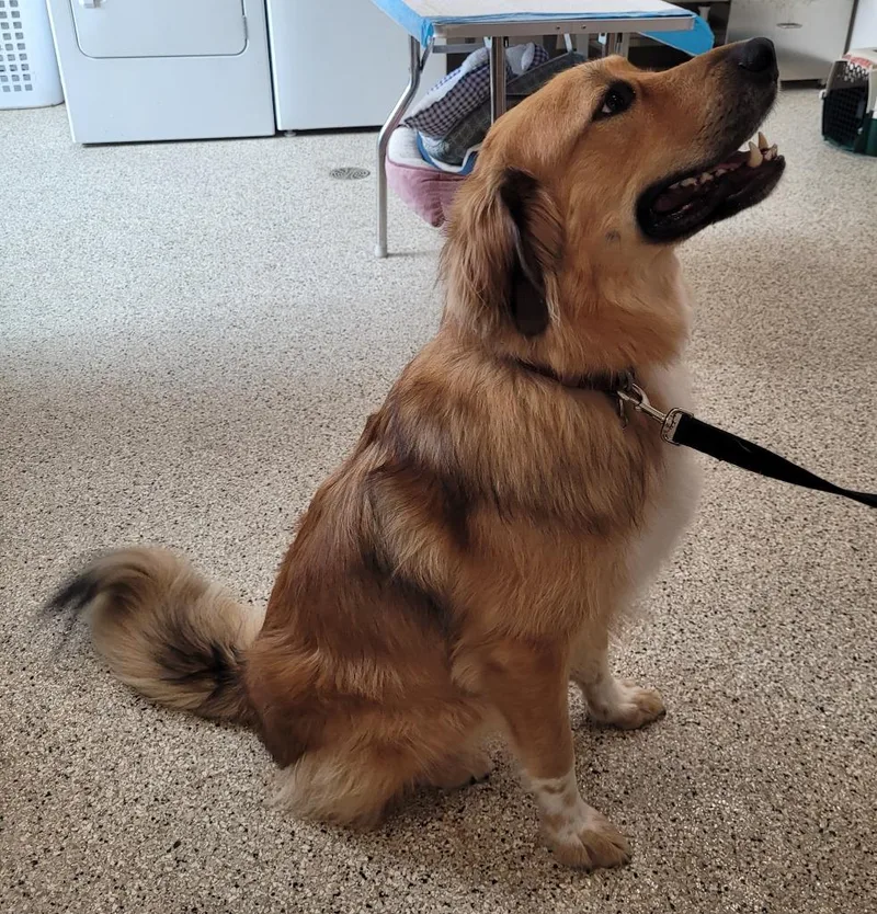 Odin
