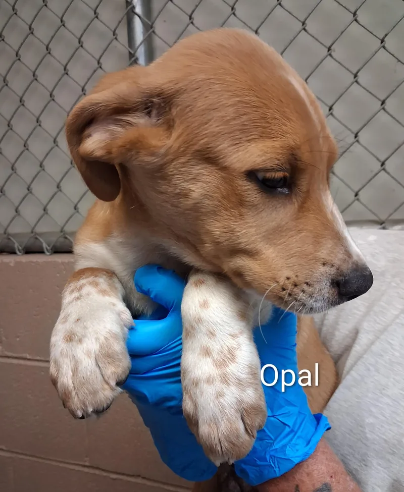 A baby medium-sized female Labrador Retriever dog named Opal for adoption in Maynardville, TN
