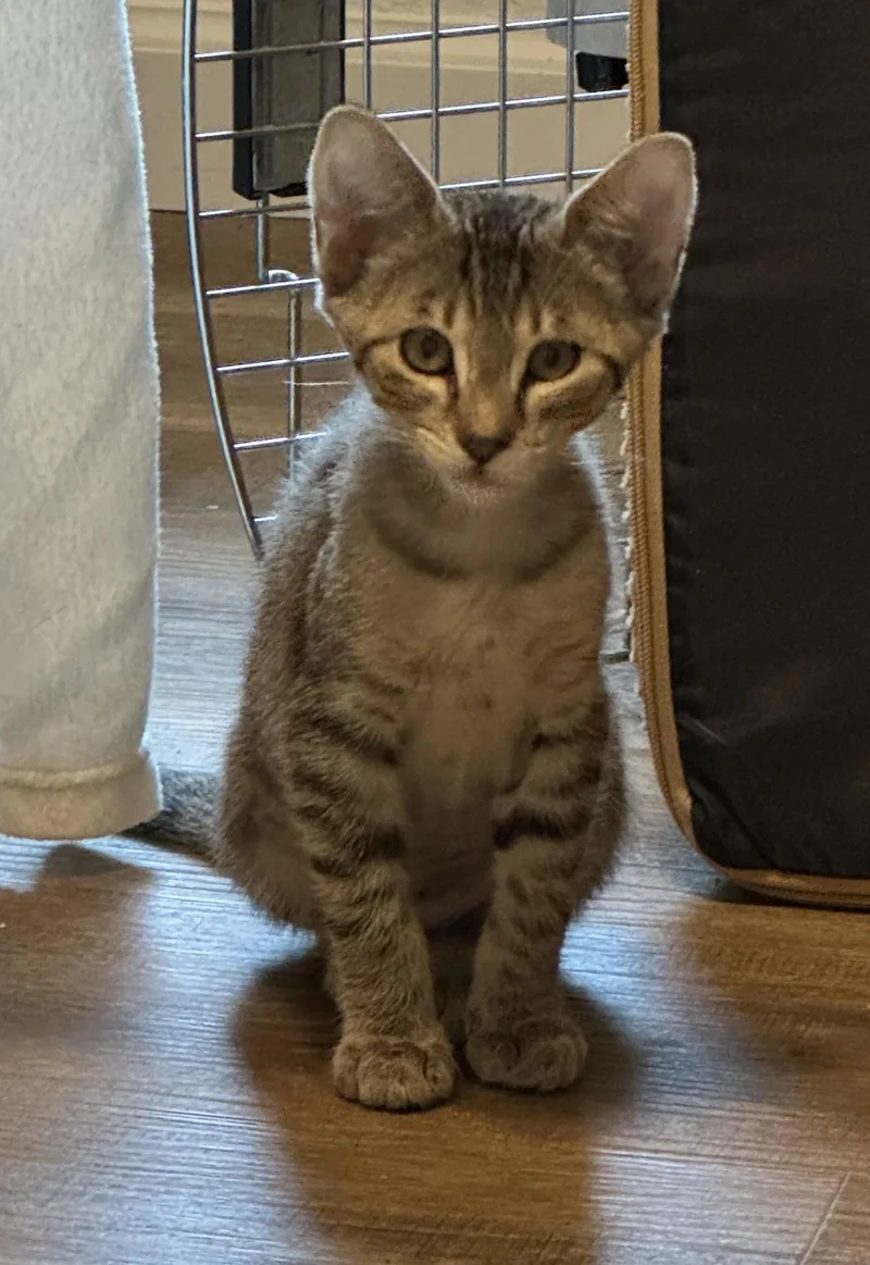 A baby medium-sized female Tabby (Gray / Blue / Silver) Tabby cat named Phoebe for adoption in Noble, OK