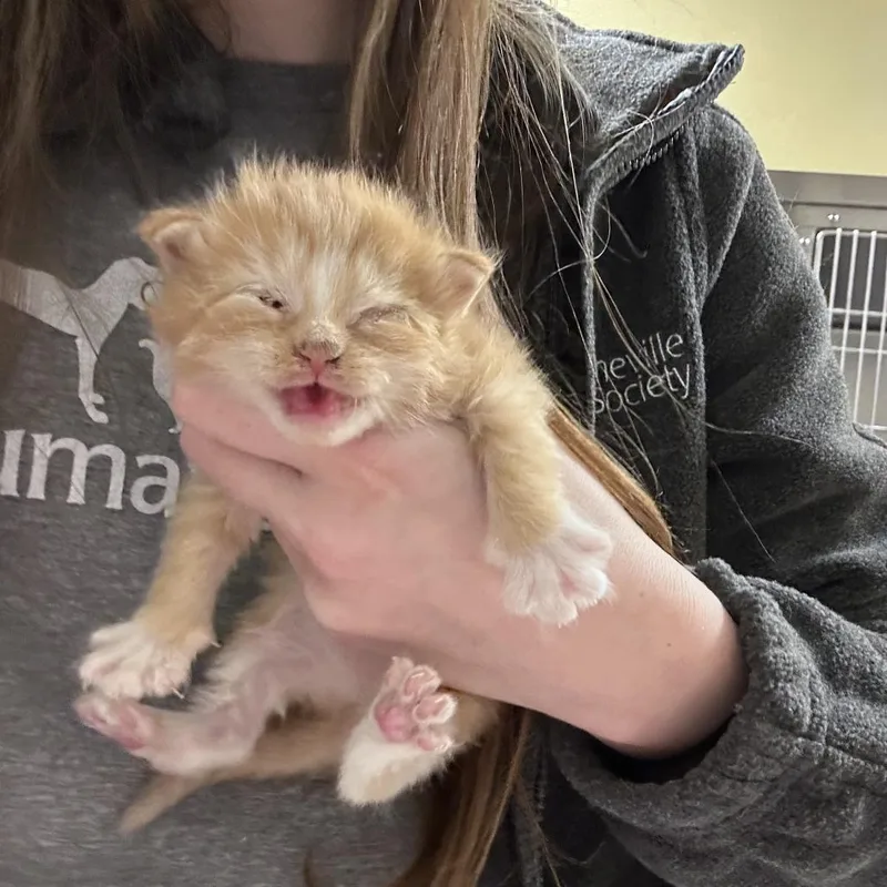 A baby small-sized female Orange / Red Domestic Short Hair cat named Touchdown for adoption in Asheville, NC