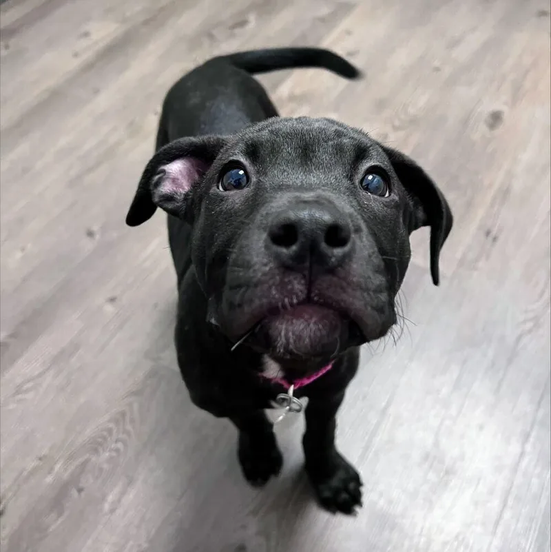 A baby small-sized female Pit Bull Terrier dog named Finlay for adoption in Reynoldsburg, OH