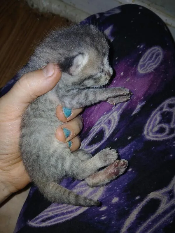 A young small-sized female Tabby (Gray / Blue / Silver) Domestic Short Hair cat named Cheyanne Marge for adoption in Partlow, VA