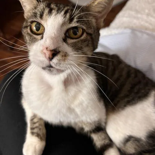 An adult medium-sized male Domestic Short Hair cat named Dijon for adoption in Tampa, FL