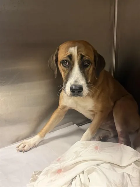 A young medium-sized female Terrier dog named Kayla for adoption in Miami, FL