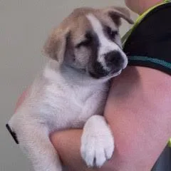 Daffodil thumbnail 2