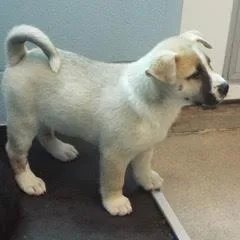 Daffodil thumbnail 3