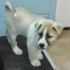 Daffodil thumbnail 4