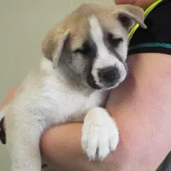 Daffodil thumbnail 5