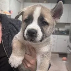 Daffodil thumbnail 6