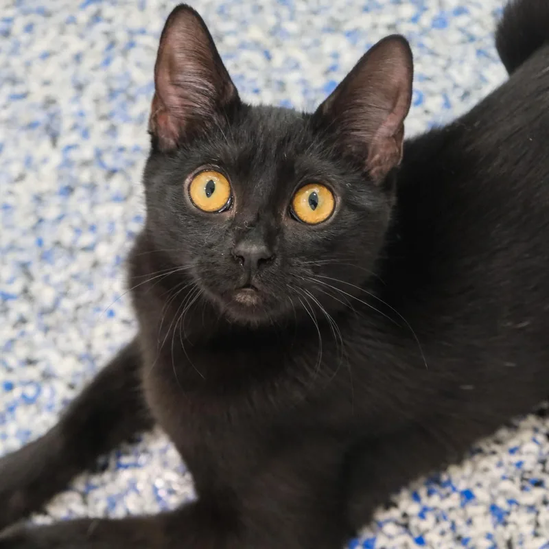 A young medium-sized female Black Domestic Short Hair cat named Chrissy for adoption in Newport Beach, CA