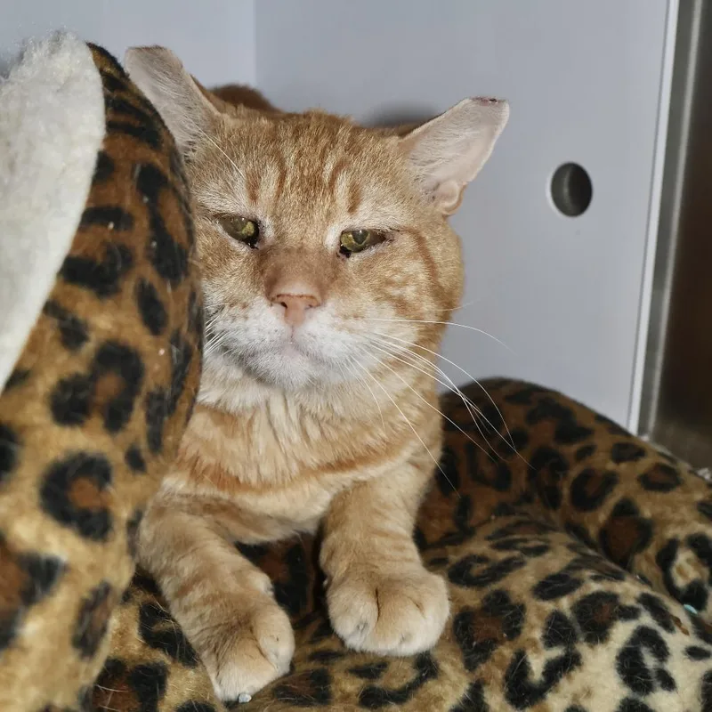 An adult large-sized male Buff / Tan / Fawn Domestic Short Hair cat named Nasdaq for adoption in Briarcliff Manor, NY
