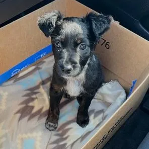 A baby medium-sized female Australian Cattle Dog / Blue Heeler dog named Rosita for adoption in Lodi, CA