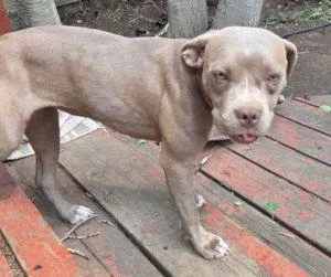 A young medium-sized female Pit Bull Terrier dog named Belle for adoption in Georgetown, CO