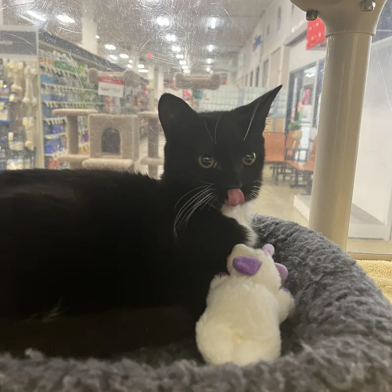 A baby medium-sized female Domestic Short Hair cat named Farfalla for adoption in Norwalk, CT